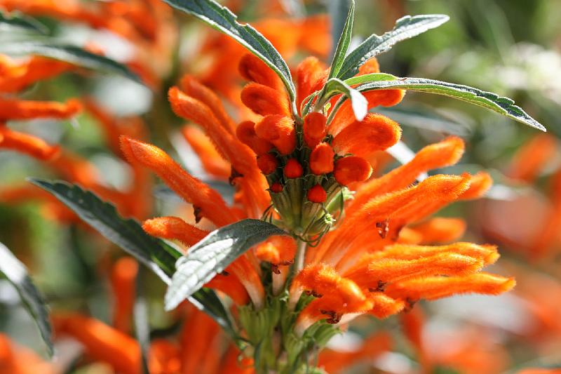 2007 04 14 Napier_Cape Kidnapper 144_DXO.jpg